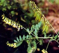 Astragalus Root Extract/Astragalus membranaceus/Astragaloside