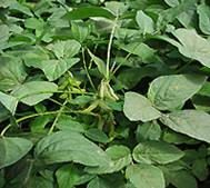 sell  soybean extract
